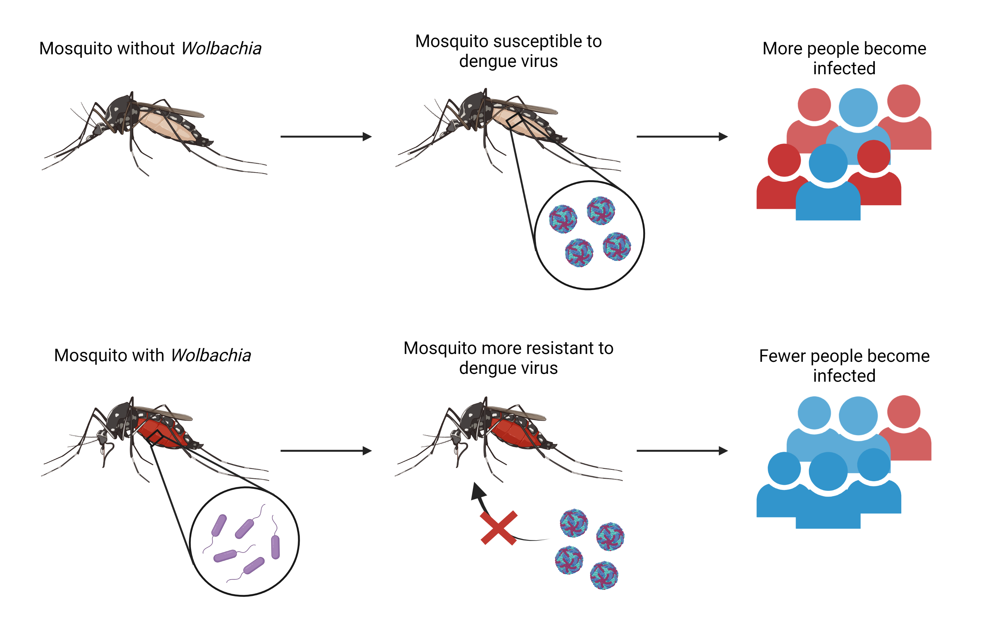 fighting-microbe-with-microbe-the-power-of-wolbachia