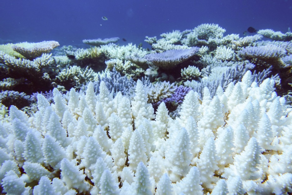 Bacteria to the rescue: helping corals survive warming oceans