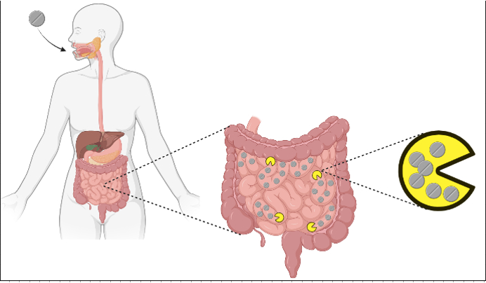 Tus bacterias intestinales son pequeños depósitos de medicamentos.