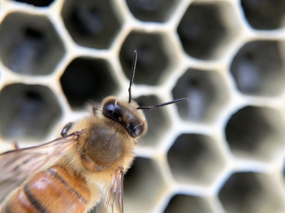 Le miel, un antibactérien surprenant