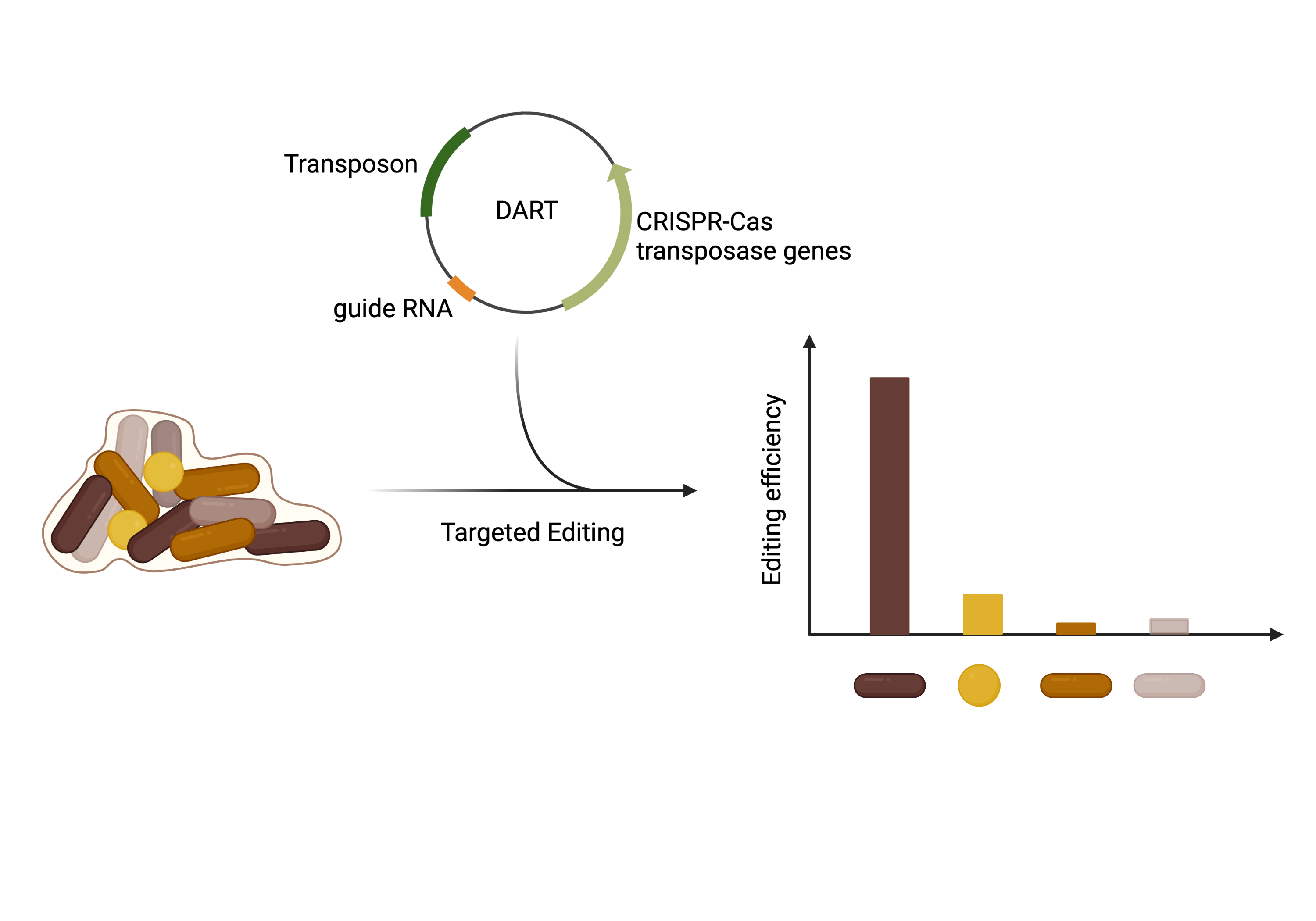 Dart Direct Sample Injection Next-level gene editing with DARTs