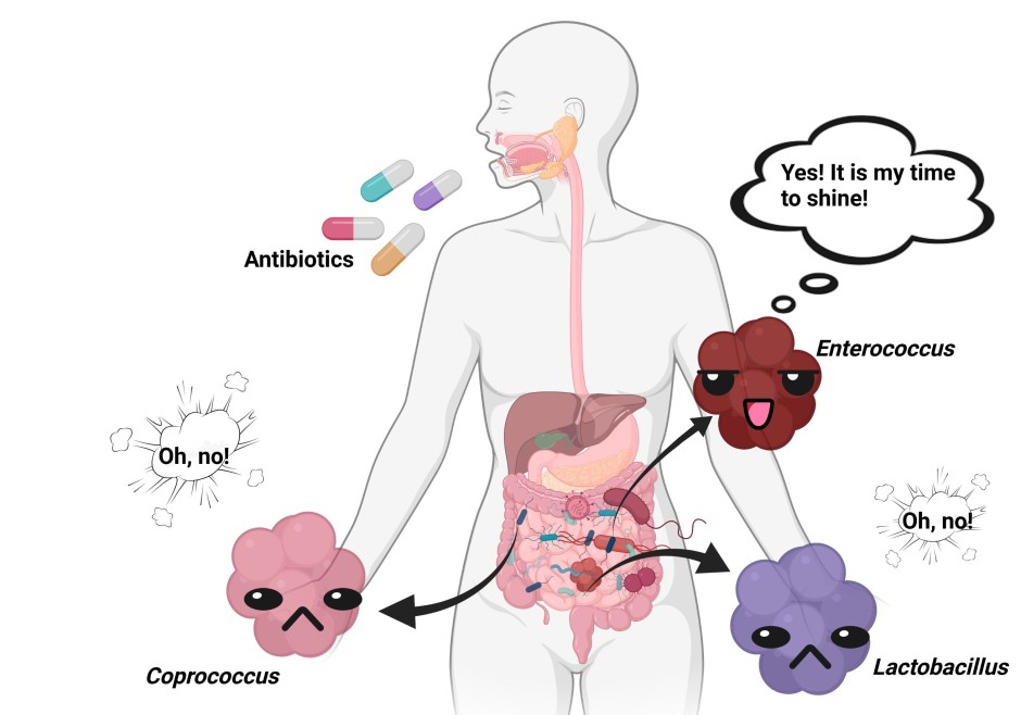 Four antibiotics and the intestinal microbiota