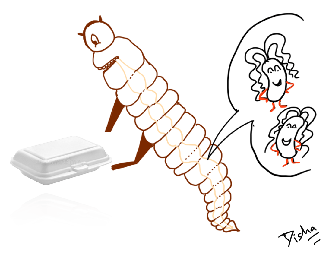 Microbes, vers et&nbsp;plastique