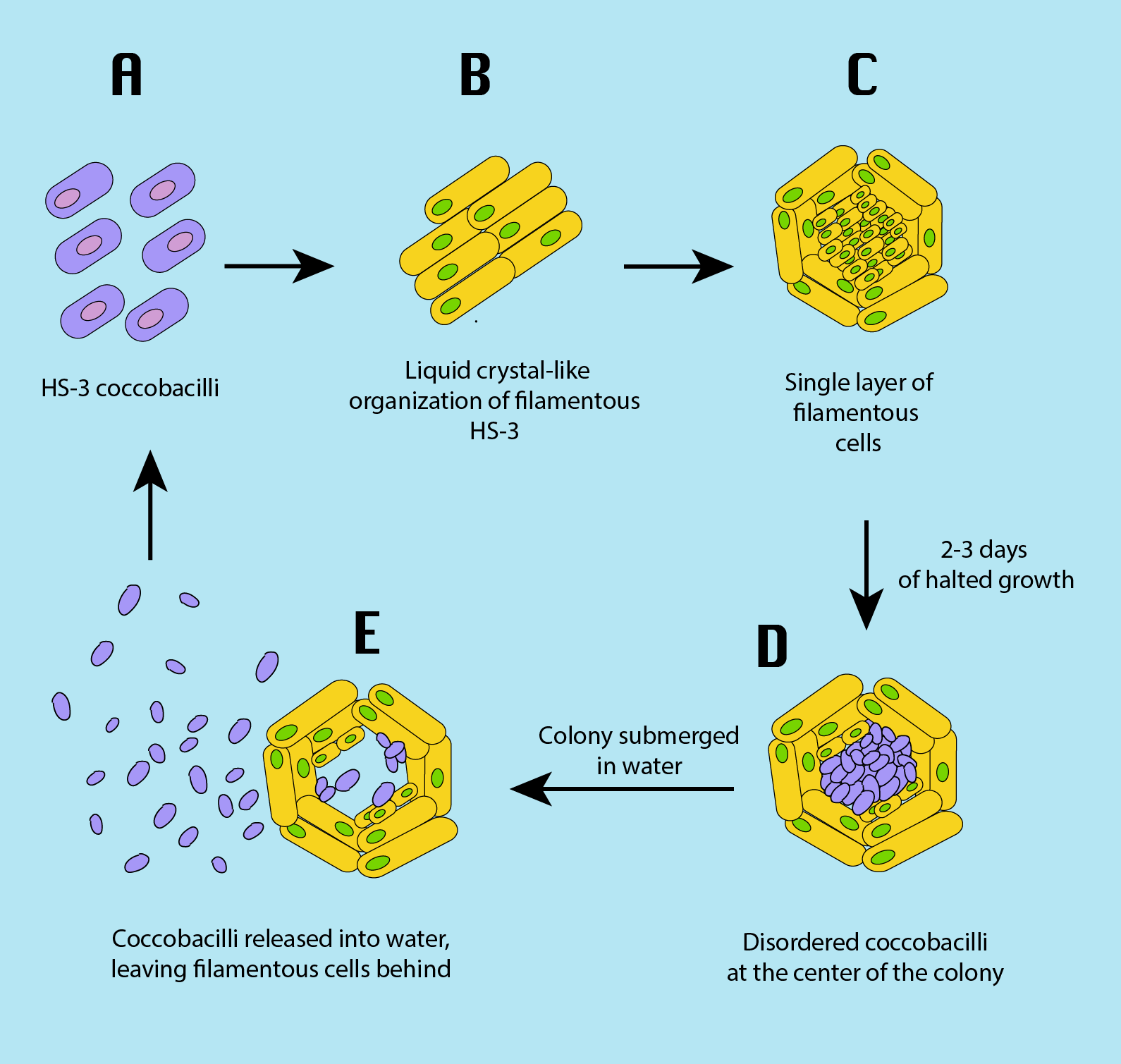 Did flooding force bacterial multicellularity?