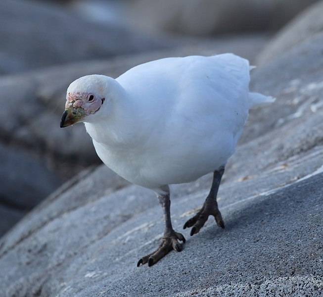 Schildwachten van het verre zuiden: Antarctische vogels bestuderen om virus pandemieën te voorkomen