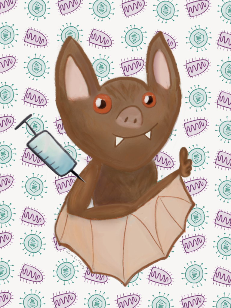 Vax the bats! Kan vleermuisherpes de verspreiding van hondsdolheid tegengaan?