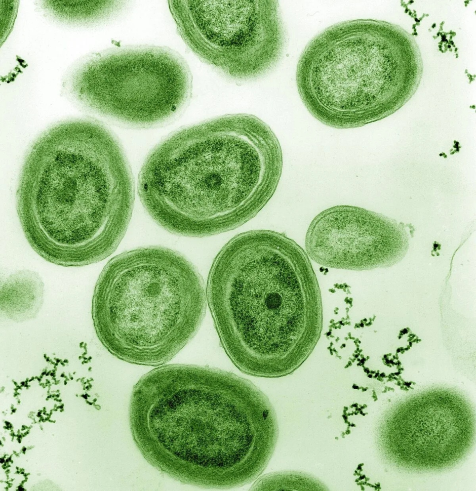Using Green Bacteria to Engineer a Greener World