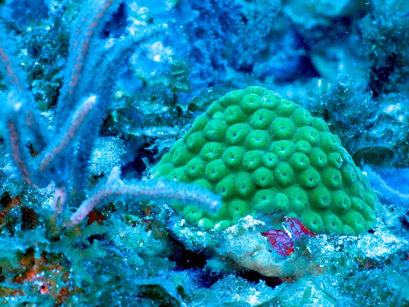 Probiotische vooruitgang voor de dreigende klimaatramp van koraal