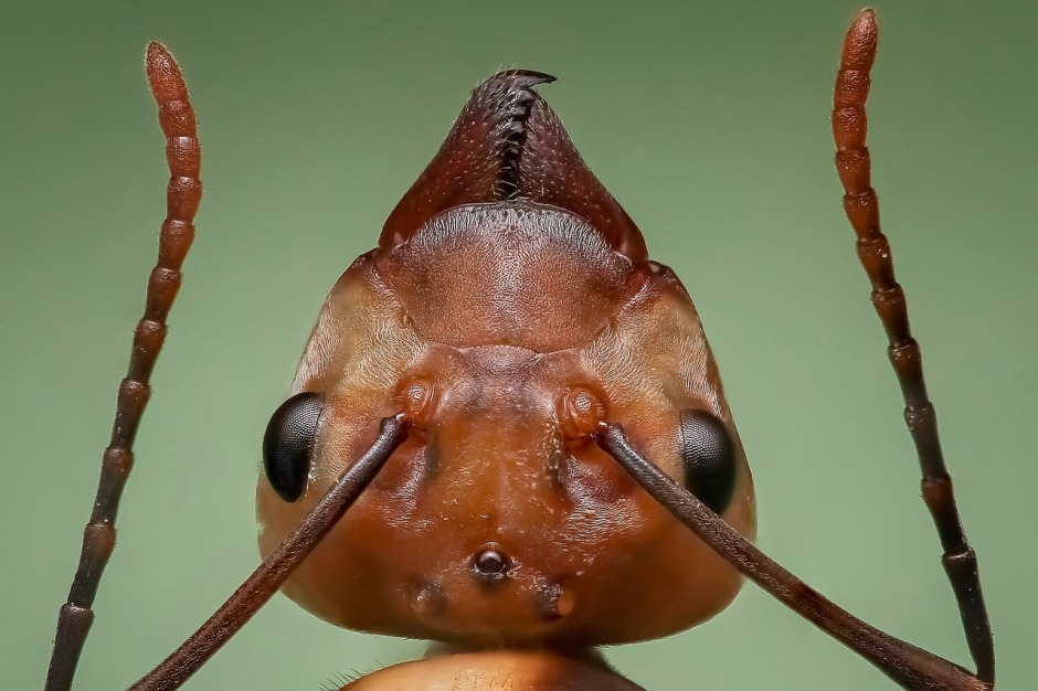 Sociale immuniteit bij mieren: Mieren kunnen ons leren hoe we pandemieën beter kunnen indammen