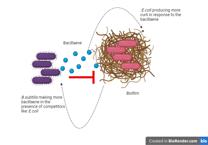 A diagram of a cell culture
Description automatically generated