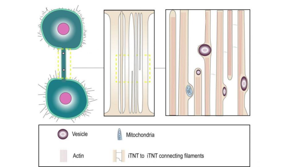 TNTs offer a unique method of intercellular communication by serving as elongated conduits between cells.