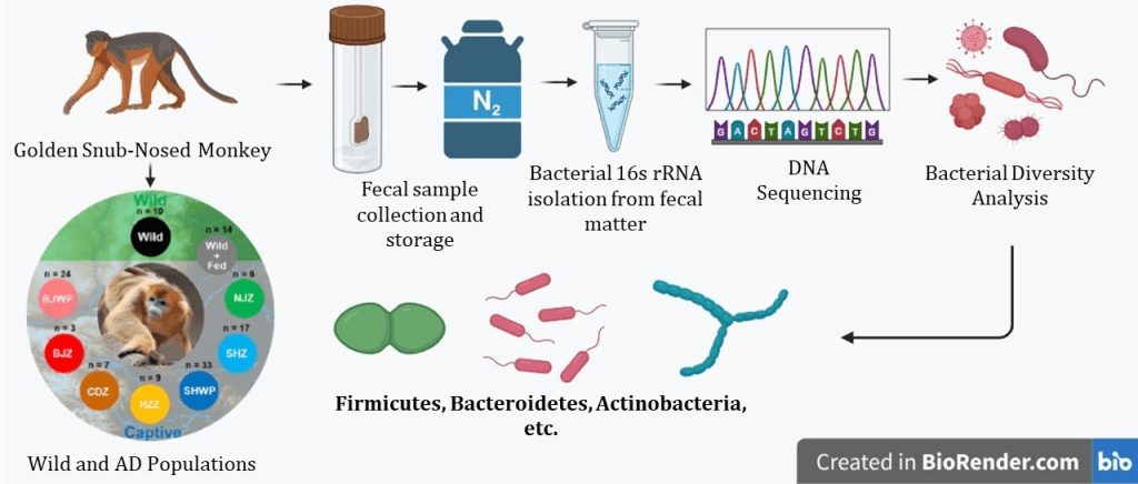 Monkey Gut Bacteria Diversity Sampling. Fecal samples are collected and 16s rrna is isolated and sequenced and analyzed.  Image source: Figure by Anuradha Joshi, made using BioRender.
