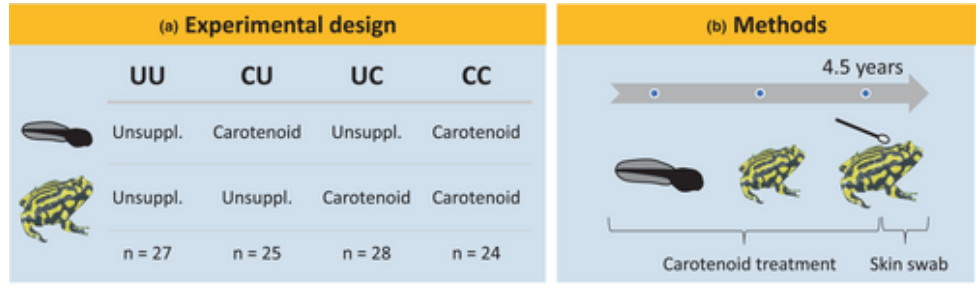 Experimental protocol conducted for this study. Image source: Risely et al.