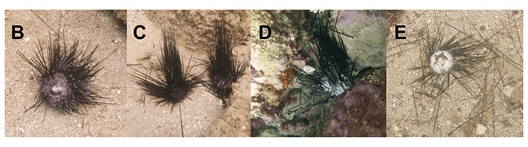 The progression of the sea urchin disease, scuticociliatosis. Sick urchins are characterized by abnormality of spines (B), loss of spines (C), tissues dying (D), and eventual death (E).
