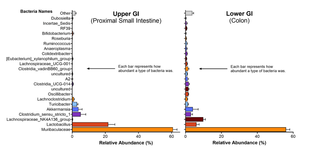 Caption: Bar graph of the top 18 most abundant bacteria in the Upper GI (proximal small intestine) and the Lower GI (colon) of mice in the study. Values are averaged between both sexes and ages. Each bar represents the relative abundance (percent composition of total bacteria present in each group).

