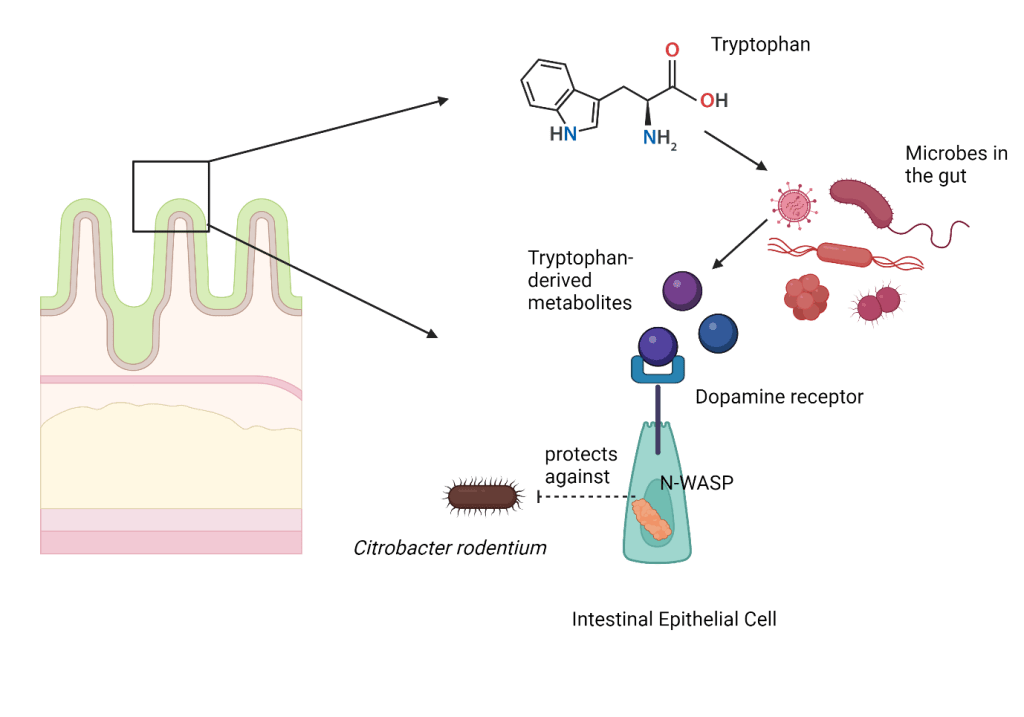 Summary Figures: Looking at the action of tryptophan in protection against pathogens in the gut. (Source: Made using Biorender) 