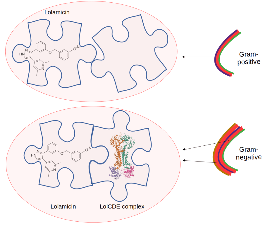 Het goede antibioticum&nbsp;