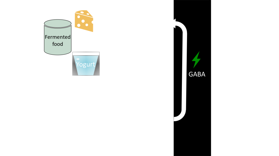 How do gut bacteria affect our mental&nbsp;health?