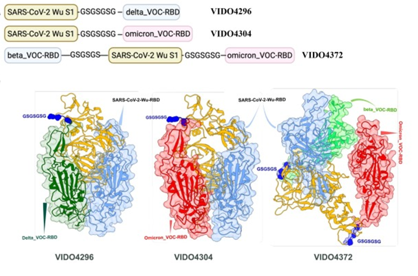 The first part of the image shows the structure of the “train model” vaccine antigens designed. The scientists color-coded the components of VIDO4296, VIDO4304, and VIDO4372. The SARS-CoV-2 Wuhan S1 RBD appears in blue, the Omicron VOC RBD in red, the Beta VOC RBD in light green, and the Delta VOC RBD in spring green. The N- and C-terminus of SARS-CoV-2 S1 are shown in yellow, and the glycine-serine linker sequences are highlighted as dark blue spheres. 