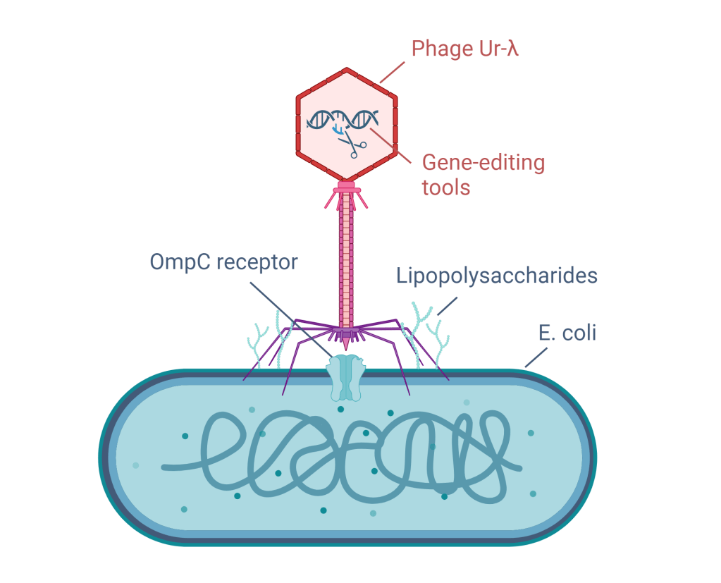 The custom-made phage Ur-λ, carrying gene-editing tools, sticks to an E. coli bacterium with its newly designed hook that recognizes the OmpC receptor and rope that recognizes the lipopolysaccharides. Image created by the author using Biorender.com.