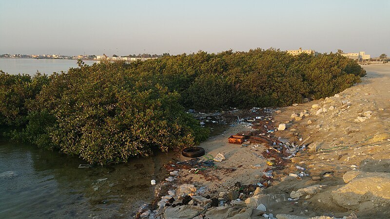They set up different test groups using the fungi and 2 other bioremediating agents: dried vetiver grass roots and biochar. Biochar is a charcoal-like byproduct that comes from burning woody biomass, like agricultural or paper mill waste. Pollutants are removed from the water by adhering to the surface of these agents, a process known as adsorption — yes, that’s a “d.” Put simply, it’s a bit like magnets sticking to a fridge. 

Glass tanks were filled with tannery effluent and treated with the following combinations: biochar alone, roots alone, biochar and roots together, each fungal isolate by itself, and each fungal isolate combined with both biochar and roots. 

To evaluate the effectiveness of each treatment, ten different variables were measured: turbidity (a measure of clarity), salinity (a measure of salt content), total dissolved solids, total suspended solids, phenols (a type of organic pollutant), nitrogen, ammonia, heavy metals, biological and chemical oxygen demand (two methods of measuring the concentration of organic matter in wastewater). 

The treatment with the most statistically significant effect was Emericellopsis fungus in combination with biochar and roots. It produced the lowest values for 6 of the 10 measured variables. All fungus/biochar/roots combination treatments performed better than fungus alone. 

This is promising, but there are some limitations. Even the most effective treatment did not purify the water enough to meet local regulations. The authors suggest combining  Emericellopsis with other known bioremediating bacteria and fungi might purify the water more effectively. It’s possible that even more efficient fungi are out there, yet to be discovered. 

Awareness of the environmental impact of fast fashion is on the rise. This important study highlights one of the lesser talked about aspects of the fashion industry. It might be tempting to think of tannery effluent as a far-off problem. But ultimately, it doesn’t matter where in the world toxic waste is dumped. All water on the planet is connected through the same cycle. So when it comes to the environment, we’re all left holding the bag. 
