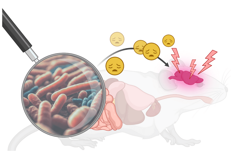 Zomerblues: Een microbi&euml;le link tussen warm weer en&nbsp;angst