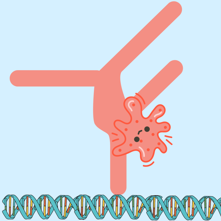Bacteri&euml;n maken radslagen in DNA om te&nbsp;overleven