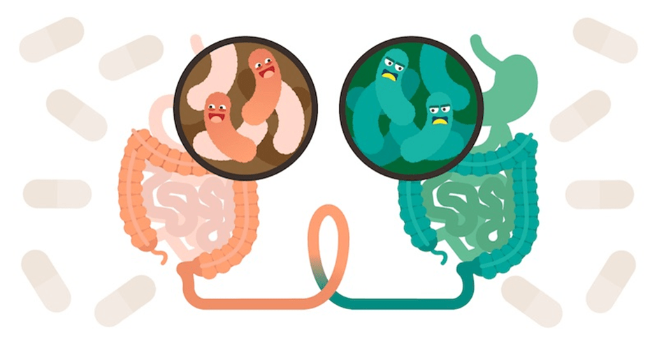 In uitwerpselen zoeken naar een geneesmiddel tegen&nbsp;kanker?