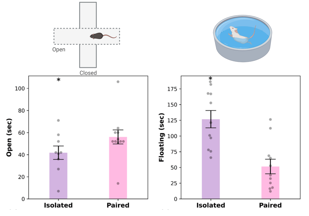 Symbols above the bar graphs are examples of what the behavioral tests look like. The left bar graph represents the results of the Elevated Plus Maze test. The less time an animal spends in the Open Arms, the “more anxious” they are. The right bar graph is the results of the Forced Swim Test. Animals that spend a longer time floating are said to be “more depressed”. Data adapted from Nuccio et al. 2023. Created with BioRender.
