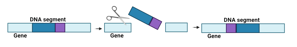Inversions are when a segment of DNA is removed and inserted backward. Photo credit: made by author using Biorender.com.
