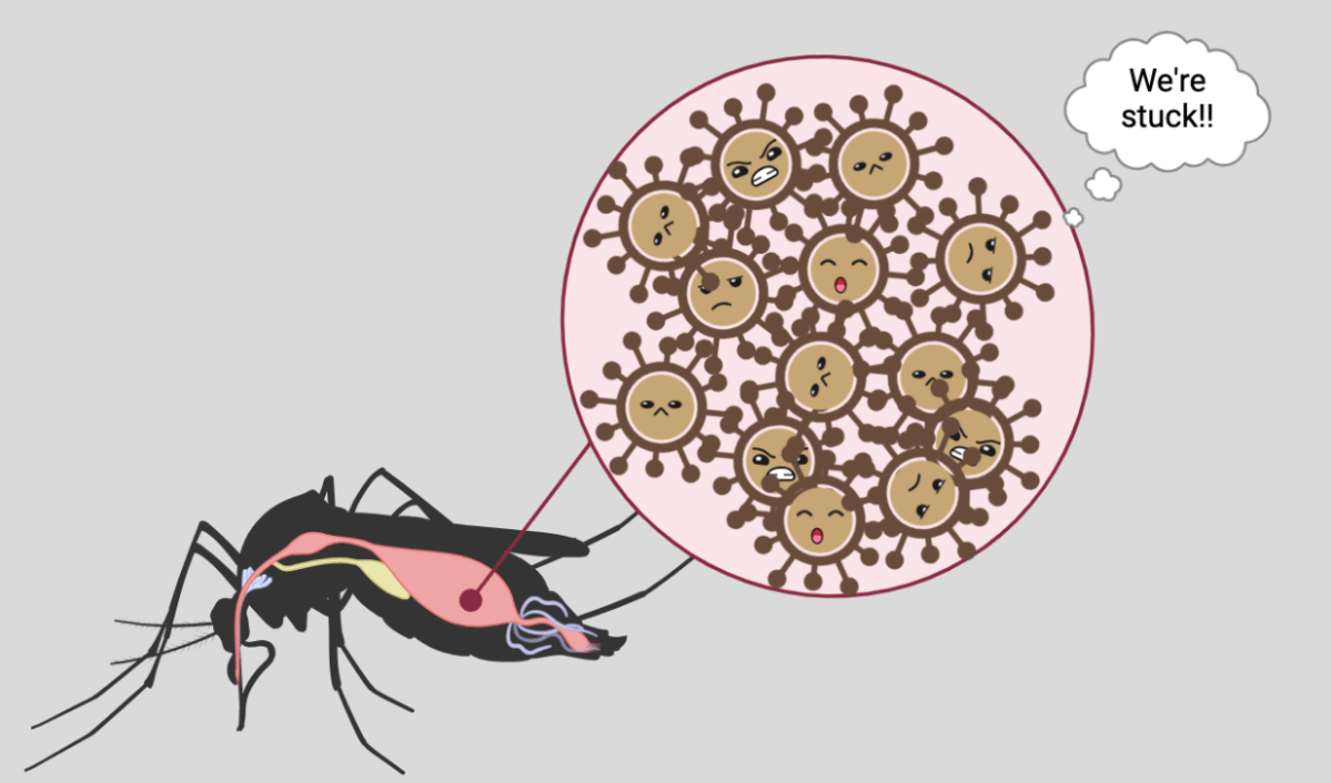 Zika Virus aanpakken bij de&nbsp;bron