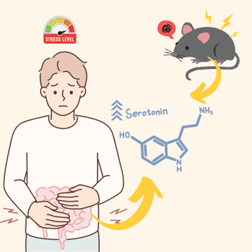 Too Much of a Good Thing: Excess Serotonin Damages the&nbsp;Gut