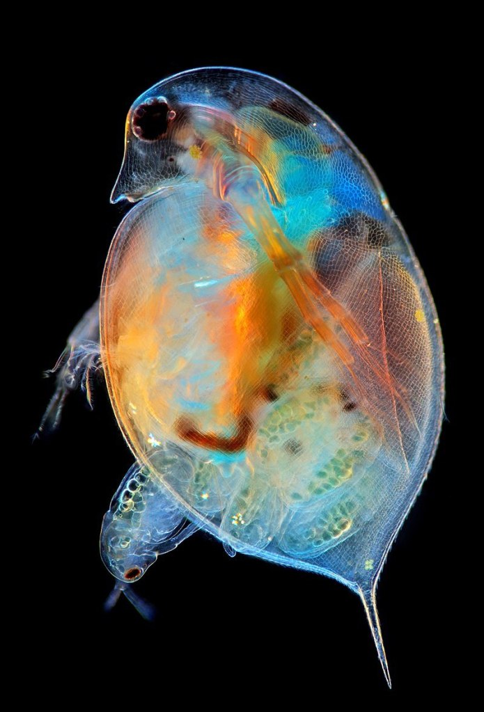 The impact of microplastics on the plankton&nbsp;microbiome