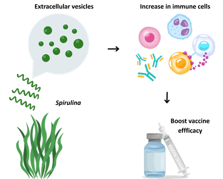 From Superfood to Super&nbsp;Vaccine?