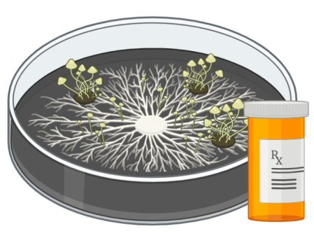 New antibiotic targets fungi by attacking the lipids in cell membranes. Image made by Megan Keller using BioRender.com.