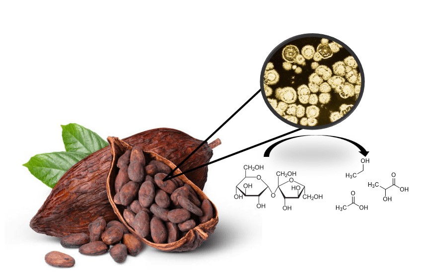 When Microbes Become Master&nbsp;Chocolatiers