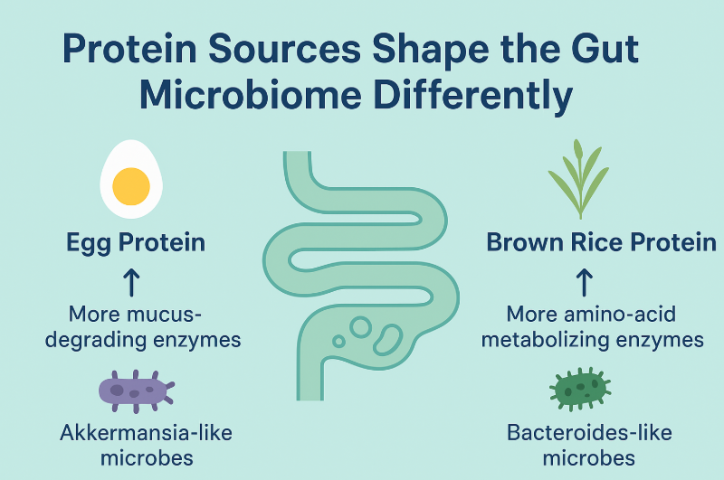 The Protein-Microbe Connection: How Your Diet Talks to Your Gut