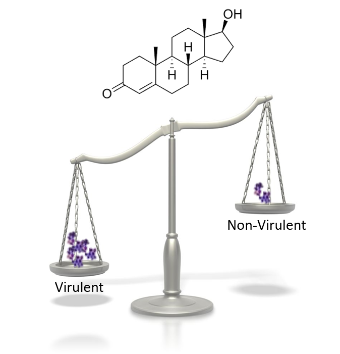 How Testosterone Tips the Balance of Infection