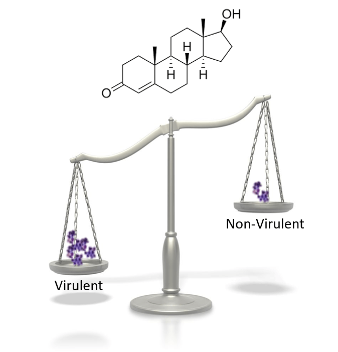 How Testosterone Tips the Balance of&nbsp;Infection
