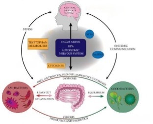Gut Microbes: Alzheimer&rsquo;s Silent Accomplice&nbsp;&nbsp;