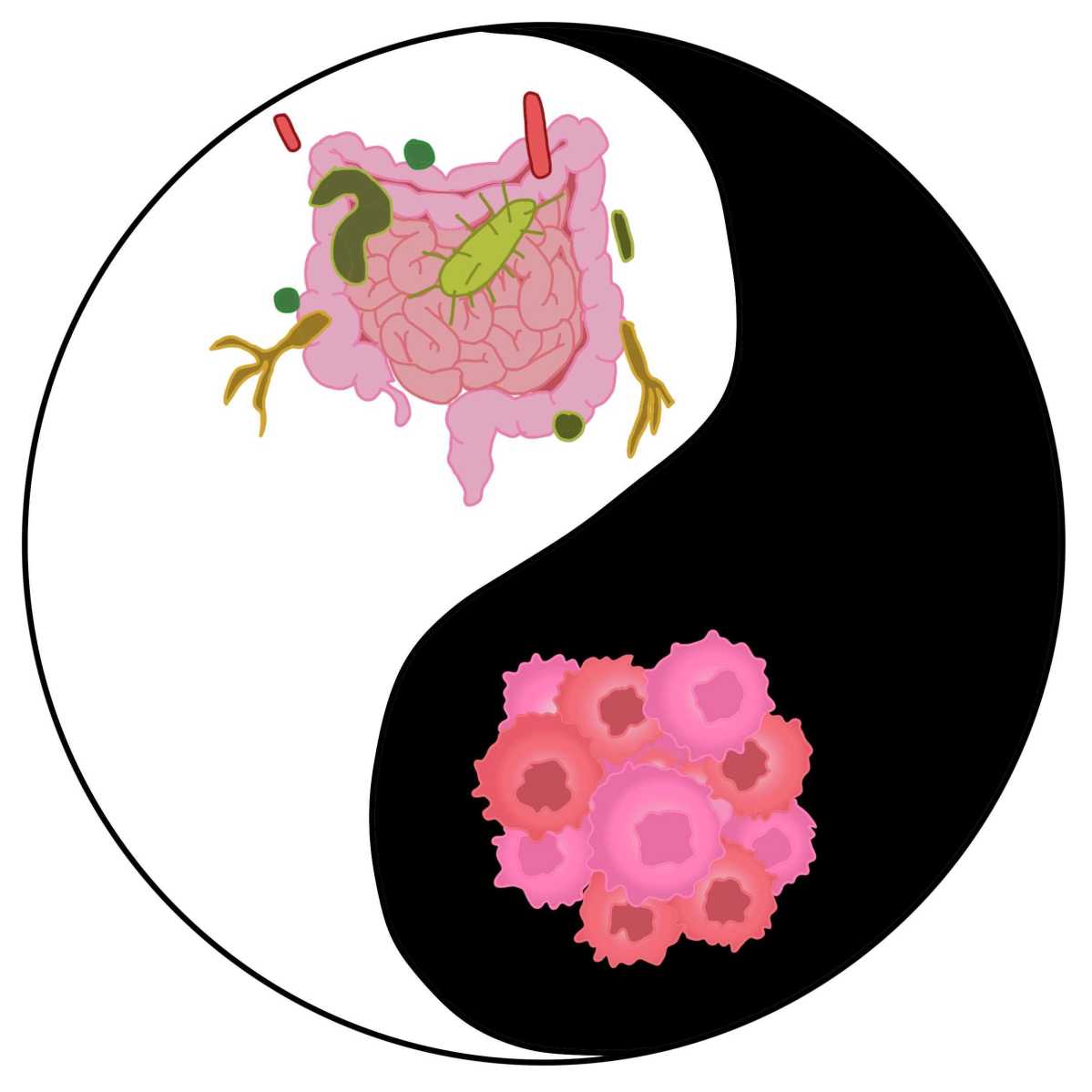 Yin and Yang- The Gut Microbiome and&nbsp;Cancer