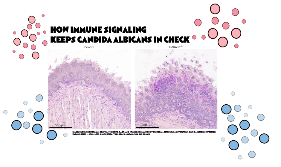 How Immune Signaling Keeps Candida albicans in&nbsp;Check