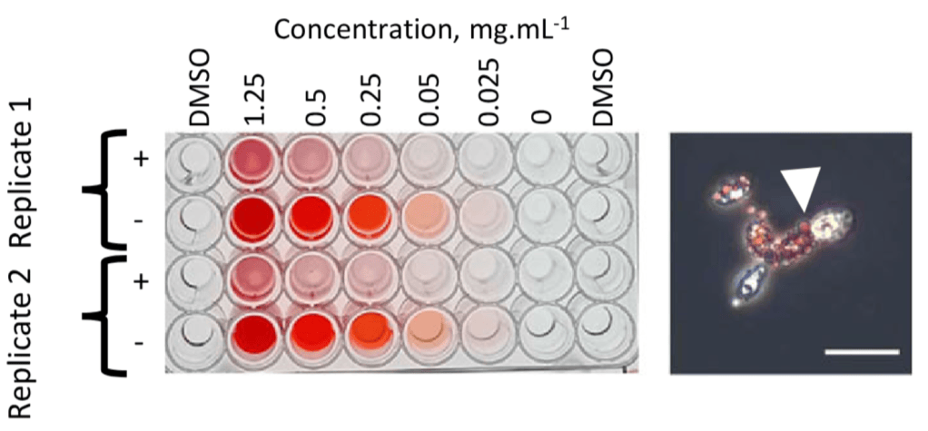 A multi-well plate showing various concentrations of a substance from 1.25 to 0 mg.ml-1, with DMSO as a control. The plate displays a gradient of red hues indicating varying responses. Adjacent is a microscope image highlighting cells with a marked arrow pointing to specific features, showcasing cellular response to treatment.